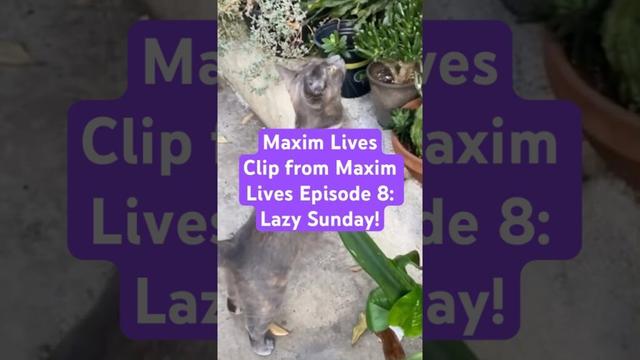 Clip from Maxim Lives Episode 8: Lazy Sunday! #cat #matercat #cutecat #cuteanimal #funny #cutepet