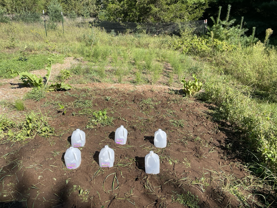 Makeshift cloches where the potatoes were, for greens