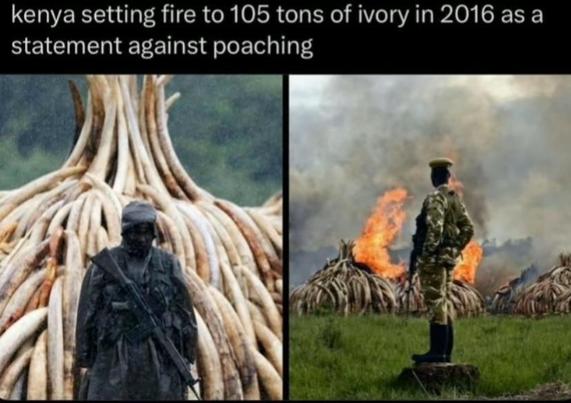 Kenya setting fire to elephant tusks to combat poaching