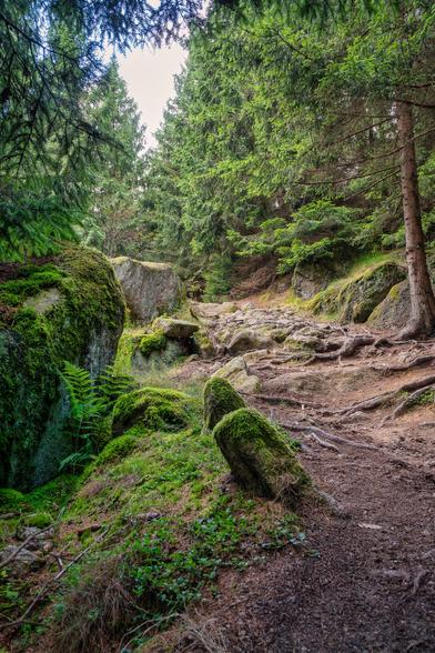 Ein weg durch den Wald. An beiden Seiten Tannen. Am linken Rand liegen Moos bewachsene Felsen. Der Boden des Weges ist braunrot