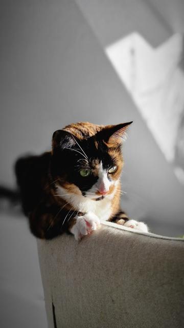 [https://memories.brush-and-tale.com/wp-content/uploads/2025/04/Koko.Rose_127978-file.jpeg]

Rosé 🌹on the edge of the armchair 

#cats #meow #kitty #kitten #kittens #catlover #catlife #catlove #catlovers #catsoftheworld #catoftheday #cutecats #cats_of_world #fluffycat #furryfriends #ilovecats #catscorner #catpics #catphoto #catsofmasto #catsofmastodon #purrfect #KokoAndRose…