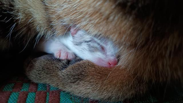 0 days old yuki
