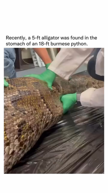A alligator was found in the stomach of python by the national workers.