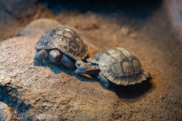 Very small tortoise about to bite the leg of another very small tortoise.
