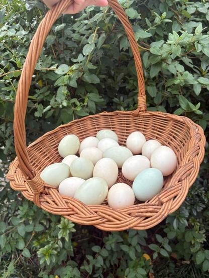 Raising ducks