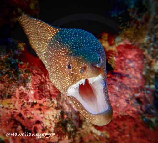A brown eel with its mouth open, showing a bright white mouth. Its body is covered uniformly with white spots. The reef is covered with pink sponges.