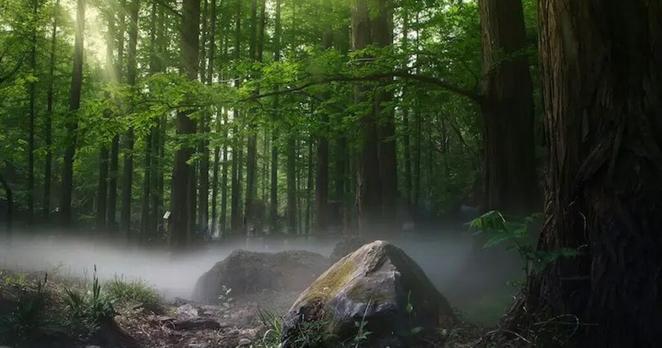 The Japanese Art of Forest Bathing Supports Mental Well-Being