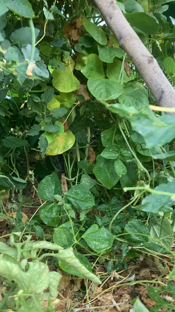 Disadvantages of chaotic jungle beds...