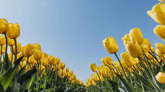 The Massive Garden In Amsterdam Featuring Over 7 Million Gorgeous Blooms