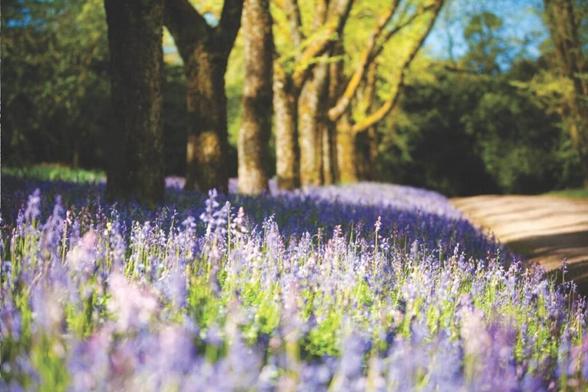 A Blissful Bluebell Festival Is Blooming At A Historic Estate In The Macedon Ranges This Spring