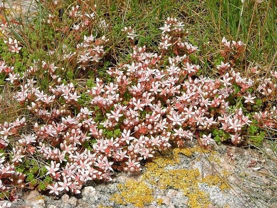 Ground cover plants for low maintenance gardens