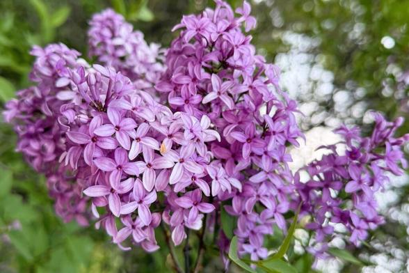 Lilacs in trouble? Fungal disease returns to Minnesota gardens - Alexandria Echo Press