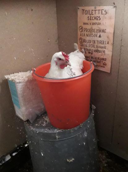 A white chicken sits in a red bucket on an upturned metal pail in a dry toilet enclosure next to a pack of sawdust in front of a mode d'emploi sign in French