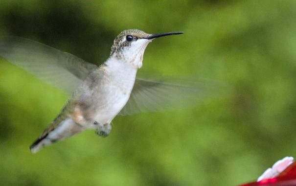 Ruby-throated hummingbird