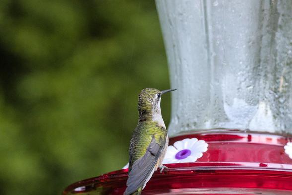 Ruby-throated hummingbird