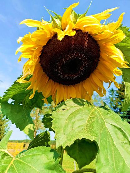 A large sunflower towers above the photographer, in full bloom and being pollinated from the outside in. A bee is somewhere on the right.
