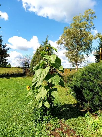 A big sunflower and a small sunflower, the only two survivors in what used to be a row of sunflowers behind it. Further back are some trees, shrubs and blue sky with white clouds.