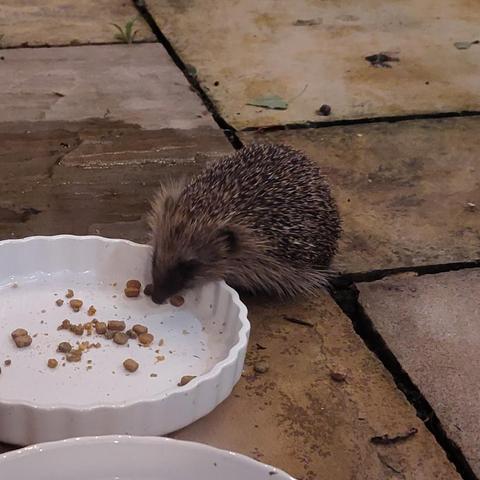 Twitchy the baby hedgehog is eating dry cat food from a flan dish on our patio. He/she is facing the camera with cute little nose pointing down into the dish.