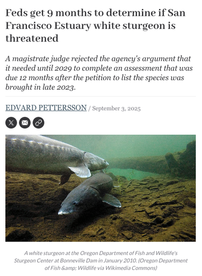 Preview of Courthouse News article with photo of White Sturgeon: "Feds get 9 months to determine if San Francisco Estuary white sturgeon is threatened.
A magistrate judge rejected the agency's argument that it needed until 2029 to complete an assessment that was due 12 months after the petition to list the species was brought in late 2023."