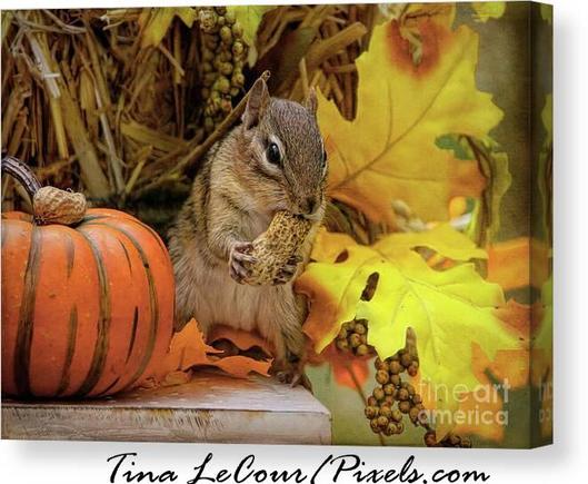 This is a canvas of a photograph I captured one autumn day of a sweet chipmunk who was standing on one of my hay bail autumn displays next to a pumpkin with a big peanut in his mouth.