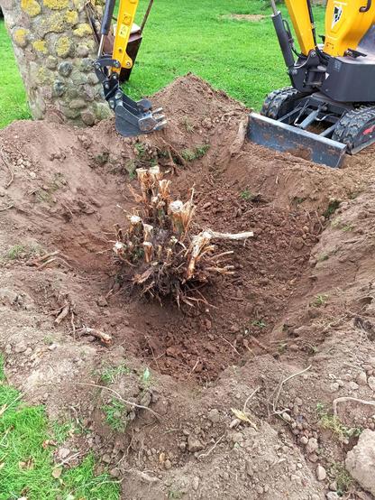 The root cluster, now fully dug out but still not budging. The hole is much bigger, about 1 m deep with soil piled all around.