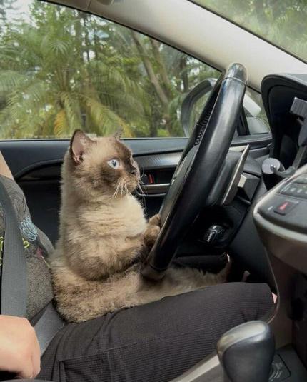 Kitty at the wheel of a car 🚗