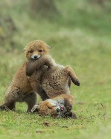 Two foxes playing