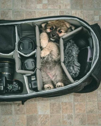 Dog snug in a camera case.