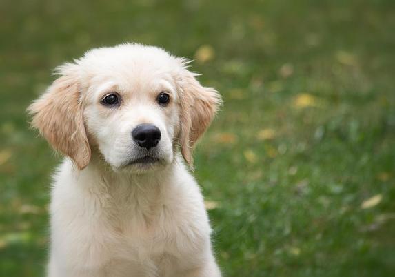 Ein junger Golden Retriever. (C) Pixabay