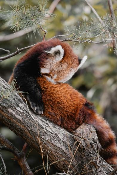 A red panda sleeps curled up on a tree branch, surrounded by pine needles. The scene conveys tranquility and the natural beauty of the animal's habitat.
