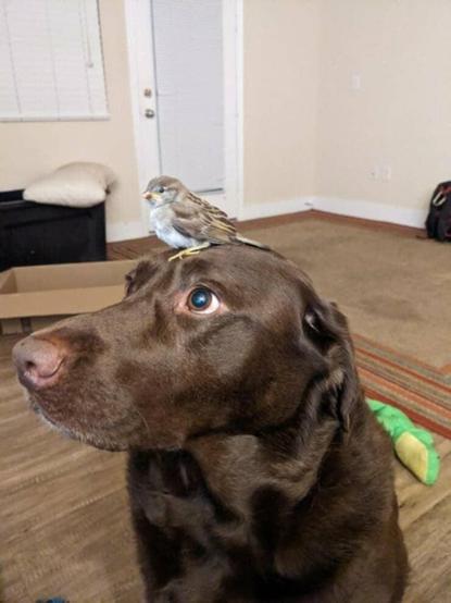Dog with a little bird on its head