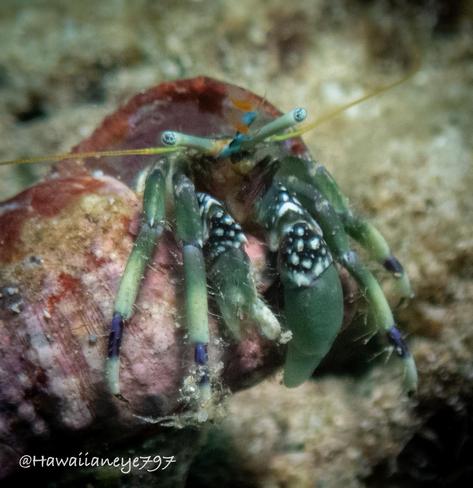 A green hermit crab righting its shell on an ocean reef. It has a band of black with white spots on its large pincers, and spots on its black eyes.