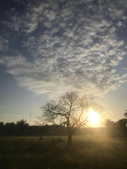 A leafless tree is silhouetted by the rising sun in the middle of a green rice field in the countryside. The high level clouds fill the sky and appear to be coming from or ending in the top of the tree, and are wispy. In the background can be seen the border of the jungle and a few scattered roofs of country style houses.