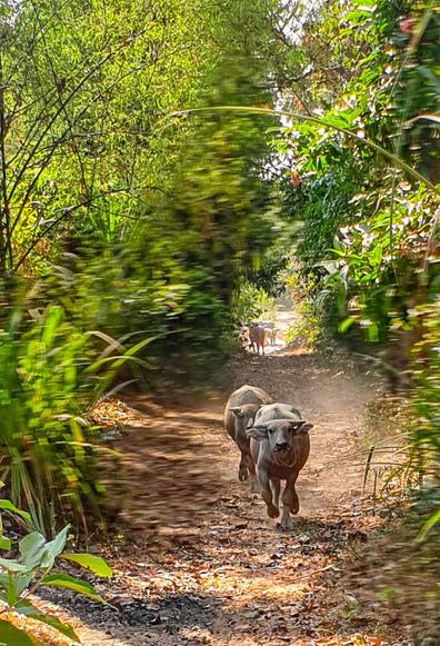 Photo shows a wide forest road surrounded by green trees, bushes and leaves slightly blurred to make an impression of rapid movement and green tunnel. Centred in the photo are two young water buffaloes running directly towards the photographer. The size of their horns and body is the size typical for young bovine animals. In the far background, in the lighter opening off the green forest, there are a couple of water buffalos standing and looking in the direction of the running animals.