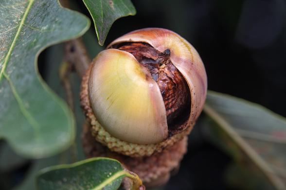Large acorn split in half to reveal dark, possibly diseased tissue.