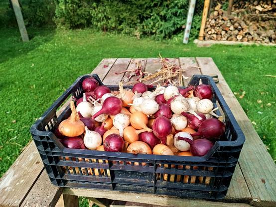 A plastic crate with three colours of onions, red, white and brown. The dried leaves and roots have been cut off and any loose material removed.