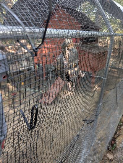 A turtle climbing up a fence of a chicken run, with a chicken coop in the background.