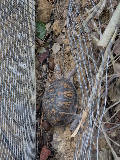 The turtle safe and sound on the ground