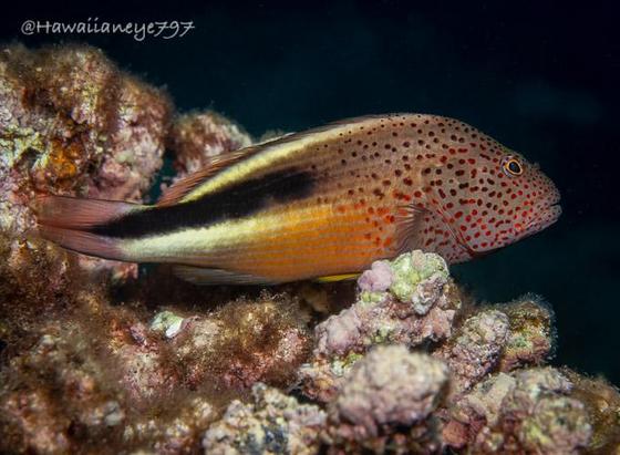 A fish rests on a rocky ocean reef. It is warm gray in color, and freckled with red spots from behind its pectoral fins to nose. It is shaded orange on its belly with one black and two light horizontal stripes on its back end.