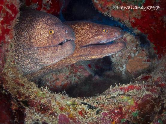 Two eels with medium dog-sized heads resting in a hole at an ocean reef. The eels are uniformly speckled with brown. Their eyes are yellow and round.