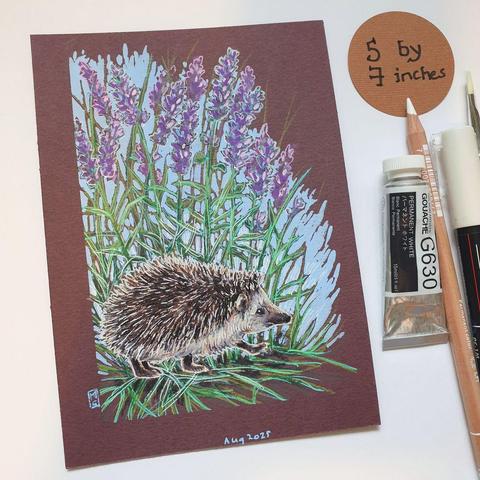 A small drawing of a cute little hedgehog in profile walking through a patch of purple lavender flowers. The drawing is on dark red brown paper.
Hedgehogs are well established in urban habitat and can survive well in our cities, making extremely good use of cemeteries, railway land, wasteland and both public and private gardens.
An original art work
Colour pencil and mixed media on acid free toned artist paper
5 by 7 inches (12.7 by 17.8 cm).
Sold unframed