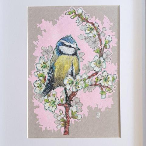 A small colour drawing of a little blue tit bird sitting on a branch that is covered in white blossom. The drawing has a pink background and is on grey pastel paper.
A colourful mix of blue, yellow, white and green makes the Blue Tit one of our most attractive and most recognisable garden visitors.
An original art work
Colour pencil and mixed media on acid free toned artist paper
5 by 7 inches (12.7 by 17.8 cm).
Sold unframed