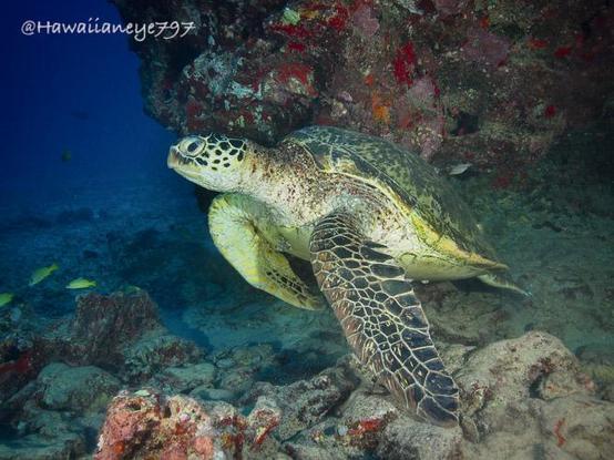 A sea turtle moves from  a resting spot at an ocean reef. Its head and fins are covered with a mosaic of dark leathery patches. A wall spotted with sponges is behind the turtle and three small yellow fish are in the blue background on the left of the photo.
