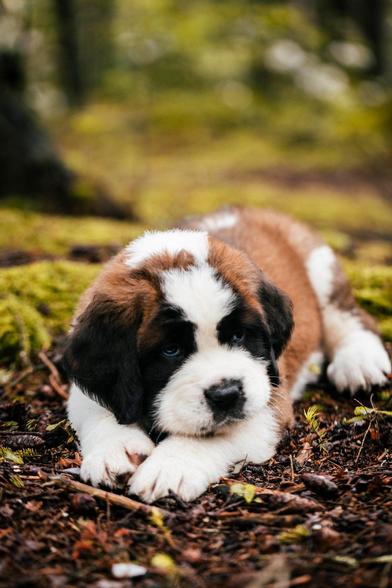 Cute little dog 🐕