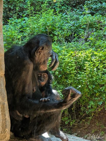 A bonobo toddler named Daisy snuggles into here mom Gilda