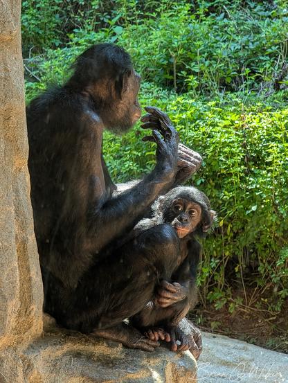 A bonobo toddler named Daisy peeks out to see what the humans are up to on the other side of the glass