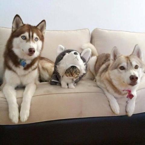 Two huskies and a cat wearing a dog outfit.
