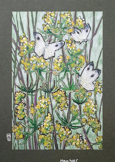 A small illustrative style drawing of three cabbage white butterflies on yellow flowers with a green background.
The large white, also known as the Cabbage White is a common, large, white butterfly that is often spotted flying slowly over cabbage patches in gardens, allotments and farmland. Adults fly between April and October.
An original art work
Colour pencil and mixed media on acid free toned artist paper
5 by 7 inches (12.7 by 17.8 cm).
Sold unframed
