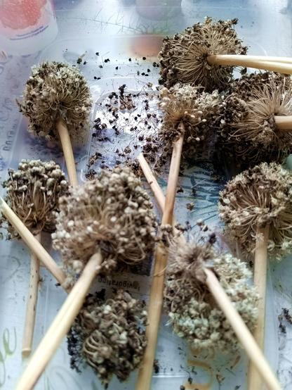 A plastic tray with dried onion flowers and partial stems. Small black seeds are falling out of them.