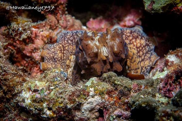 An octopus peering from a resting spot at an underwater reef. It is reddish brown - at this moment - with raised fleshy nubs on its face. It has a tentacle wrapped around its head, speckled with white. The surrounding reef is similarly rough in texture and varied in color.
